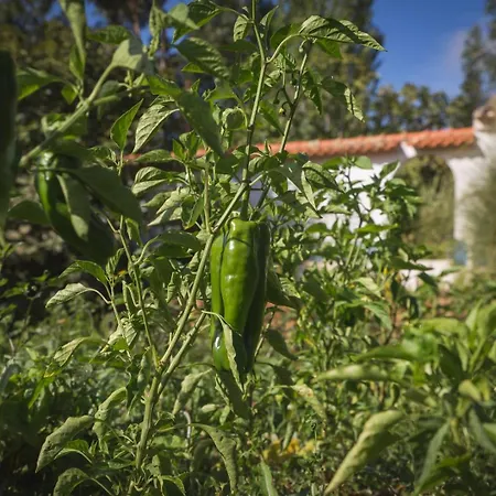 Entire Hosted By Noam