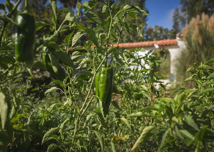 Entire Hosted By Noam